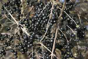 Wild privet(Ligustrum vulgare)