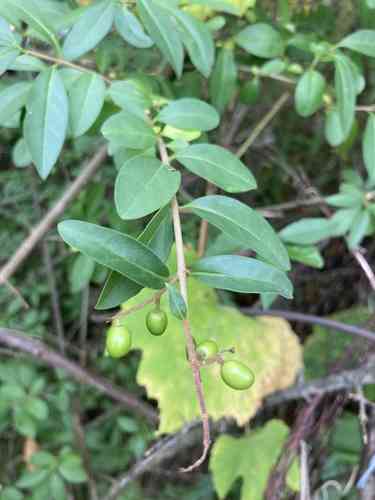 Wild privet(Ligustrum vulgare)