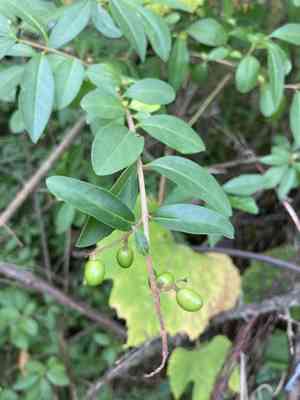 Wild privet(Ligustrum vulgare)
