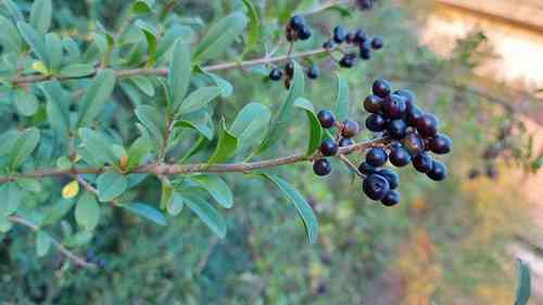 Wild privet(Ligustrum vulgare)