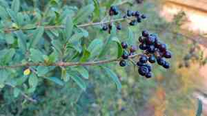 Wild privet(Ligustrum vulgare)