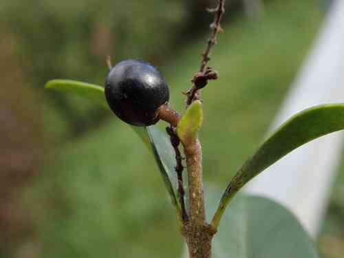 Wild privet(Ligustrum vulgare)