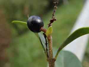 Wild privet(Ligustrum vulgare)