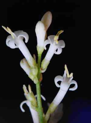 Wild privet(Ligustrum vulgare)