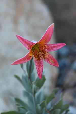 Bolander's lily(Lilium bolanderi)