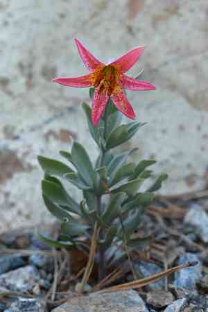 Bolander's lily(Lilium bolanderi)