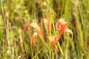Pine lily(Lilium catesbaei)