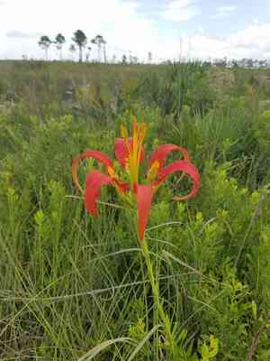 Pine lily(Lilium catesbaei)