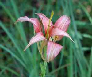 Pine lily(Lilium catesbaei)