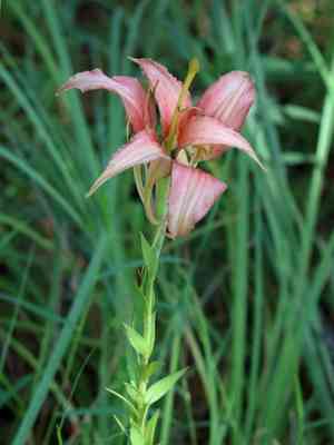Pine lily(Lilium catesbaei)