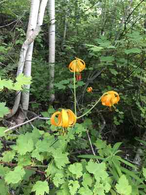 Columbia lily(Lilium columbianum)