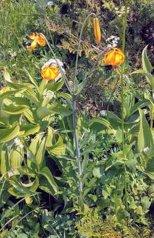 Columbia lily(Lilium columbianum)