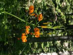 Columbia lily(Lilium columbianum)