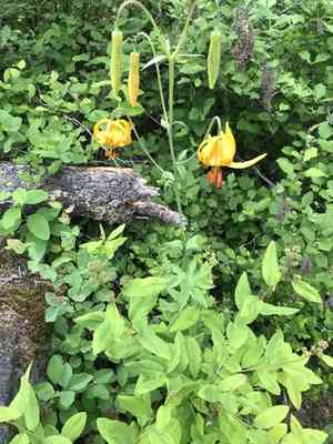 Columbia lily(Lilium columbianum)