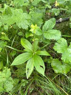 Manchurian turk's cap lily(Lilium distichum)