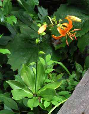 Manchurian turk's cap lily(Lilium distichum)