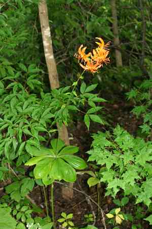 Manchurian turk's cap lily(Lilium distichum)