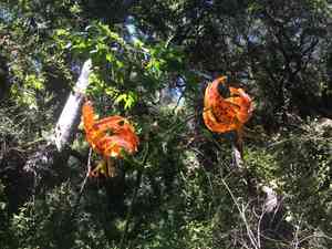 Humboldt's lily(Lilium humboldtii)