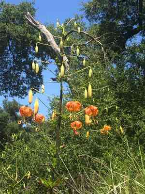 Humboldt's lily(Lilium humboldtii)