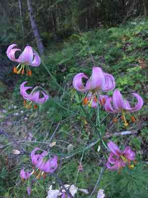 Kellogg's lily(Lilium kelloggii)