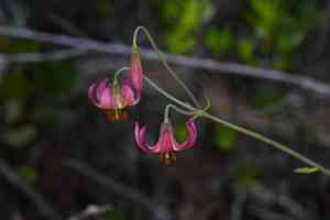 Kellogg's lily(Lilium kelloggii)