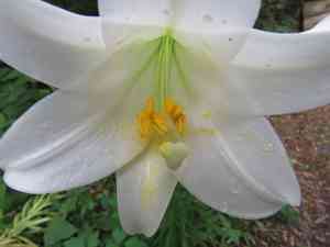 Easter lily(Lilium longiflorum)