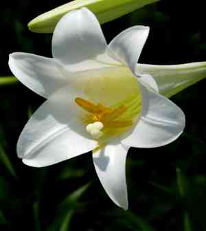 Easter lily(Lilium longiflorum)