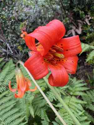 Coast lily(Lilium maritimum)