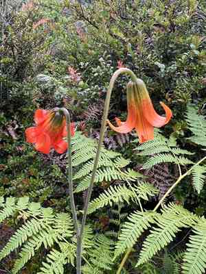 Coast lily(Lilium maritimum)