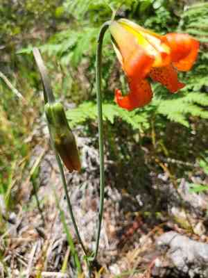 Coast lily(Lilium maritimum)