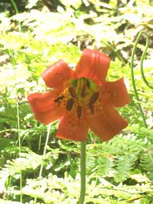 Coast lily(Lilium maritimum)