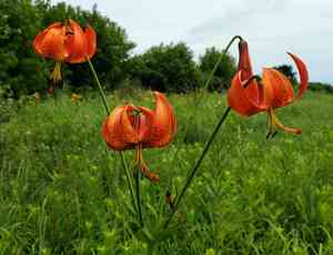 Michigan Lily(Lilium michiganense)