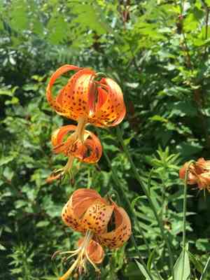 Michigan Lily(Lilium michiganense)
