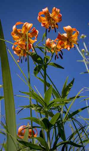 Michigan Lily(Lilium michiganense)