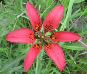 Wood lily(Lilium philadelphicum)
