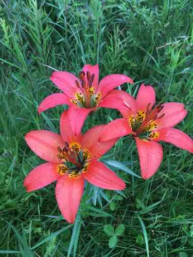 Wood lily(Lilium philadelphicum)