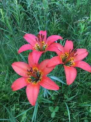 Wood lily(Lilium philadelphicum)