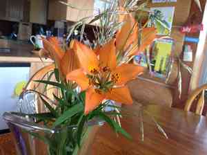 Wood lily(Lilium philadelphicum)