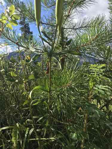 Wood lily(Lilium philadelphicum)