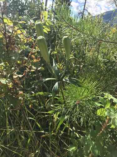 Wood lily(Lilium philadelphicum)