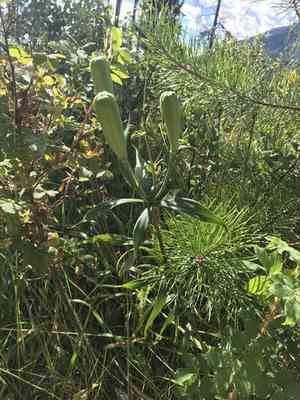 Wood lily(Lilium philadelphicum)