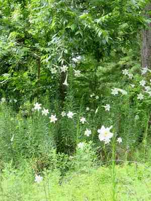 Philippine lily(Lilium philippinense)