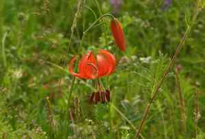 Coral lily(Lilium pumilum)