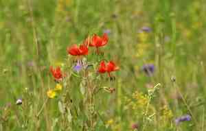 Coral lily(Lilium pumilum)