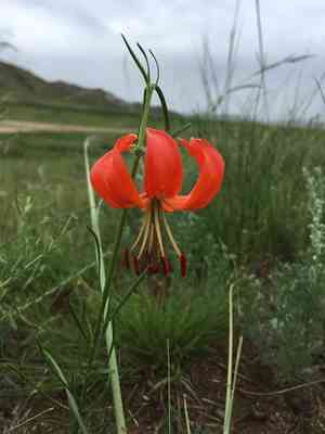 Coral lily(Lilium pumilum)