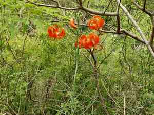 Coral lily(Lilium pumilum)