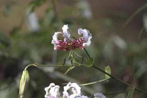 Showy lily(Lilium speciosum)