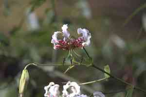 Showy lily(Lilium speciosum)