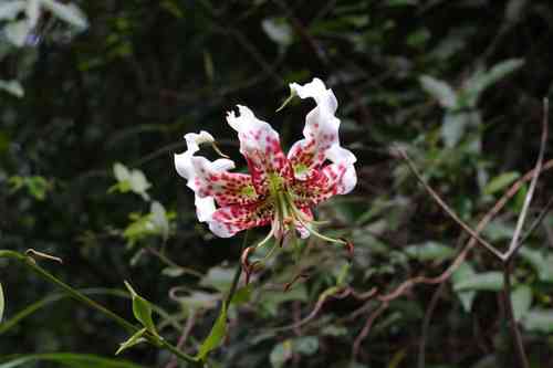 Showy lily(Lilium speciosum)
