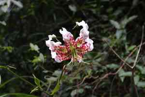 Showy lily(Lilium speciosum)